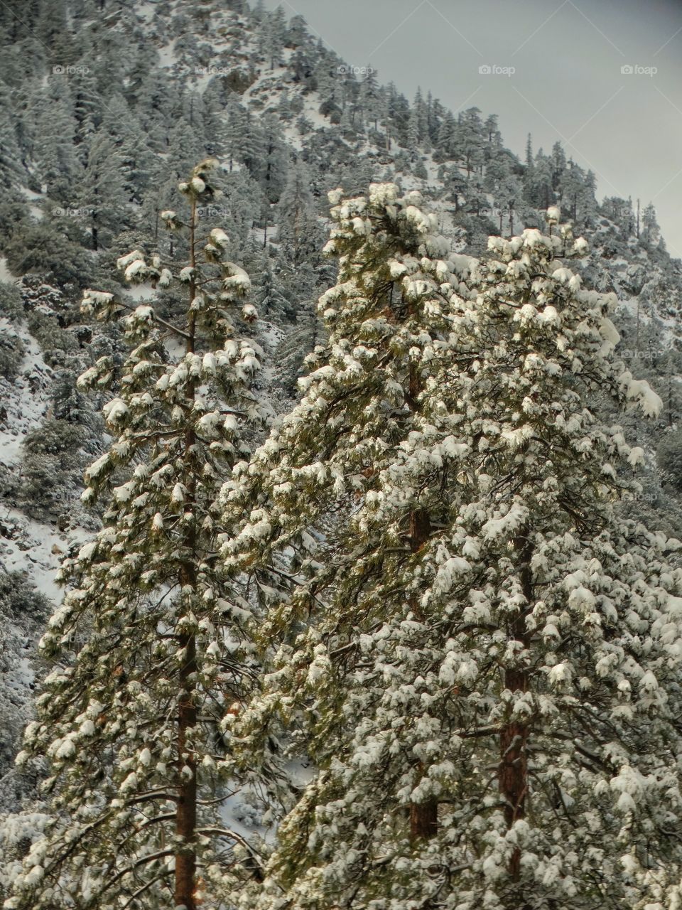 Winter Mountain Landscape