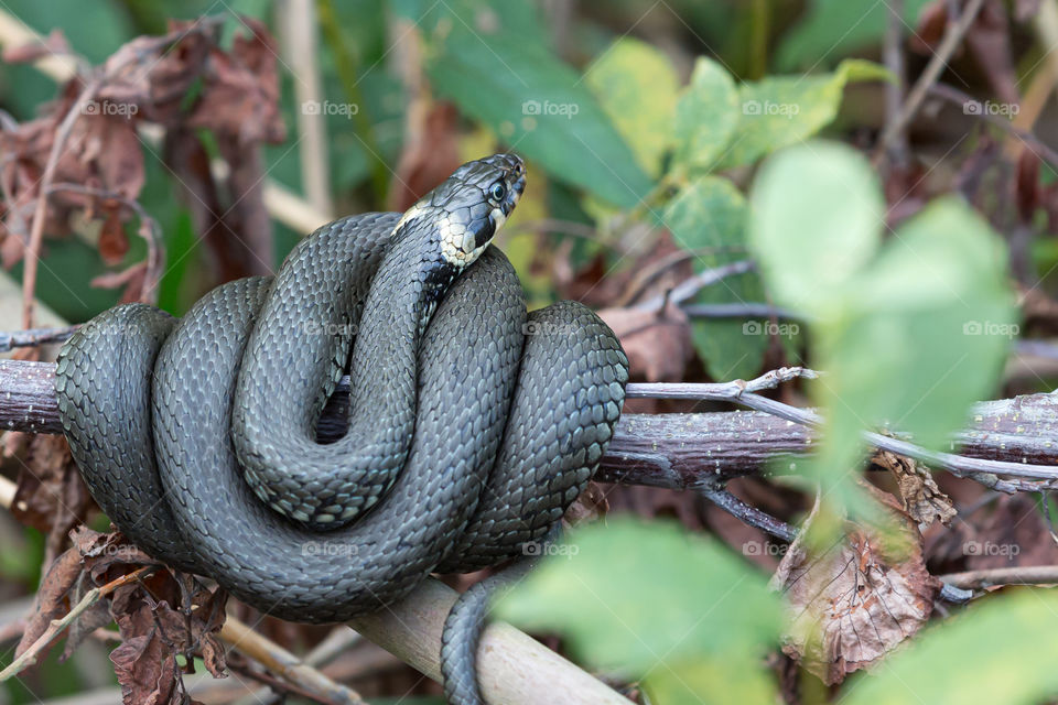 Tangled grass snake on tree branch, wildlife in Sweden 