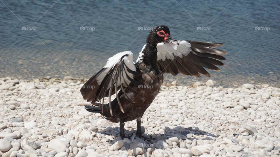 Duck#wind#lake#nature