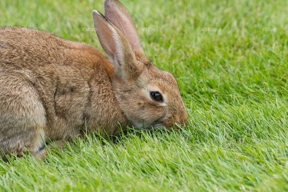 Parisian brown rabbit with big dark eyes and beautiful ears eats green grass on the lawn near the Hôtel National des Invalides