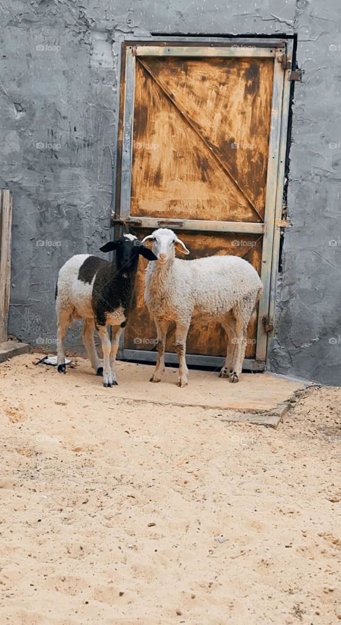 A wonderful picture in the sheep pen