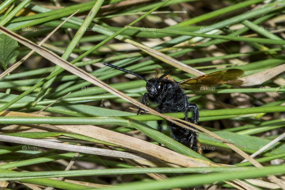 Scolia - the largest wasp species in Europe (male)