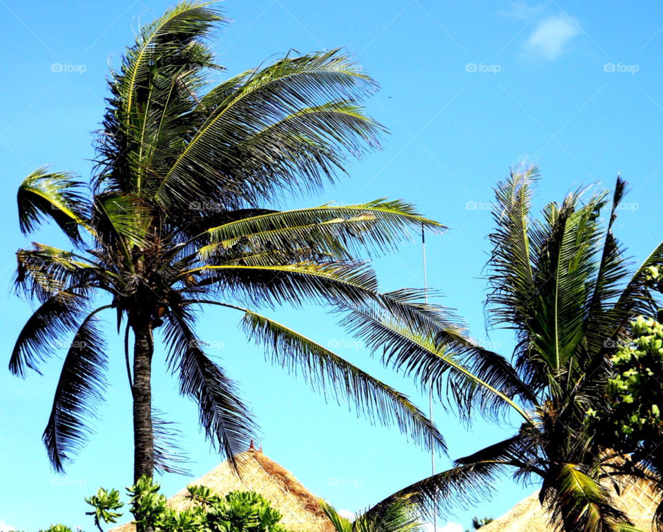 beach blue palm trees sunshine by brunhilda