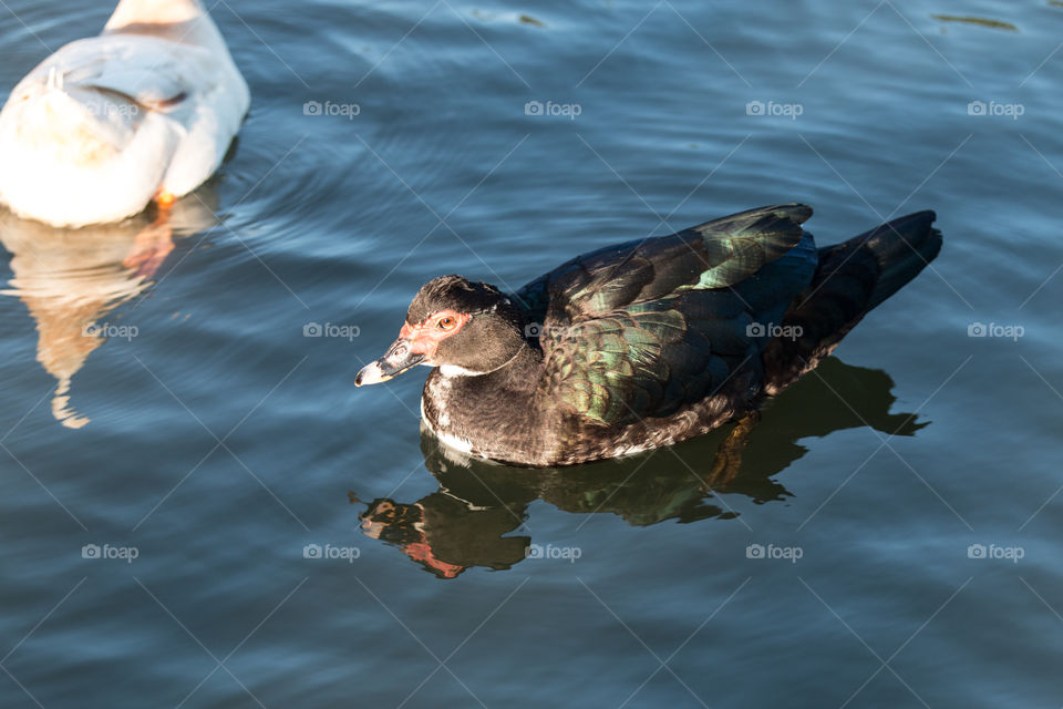 Duck, Bird, Water, Wildlife, No Person