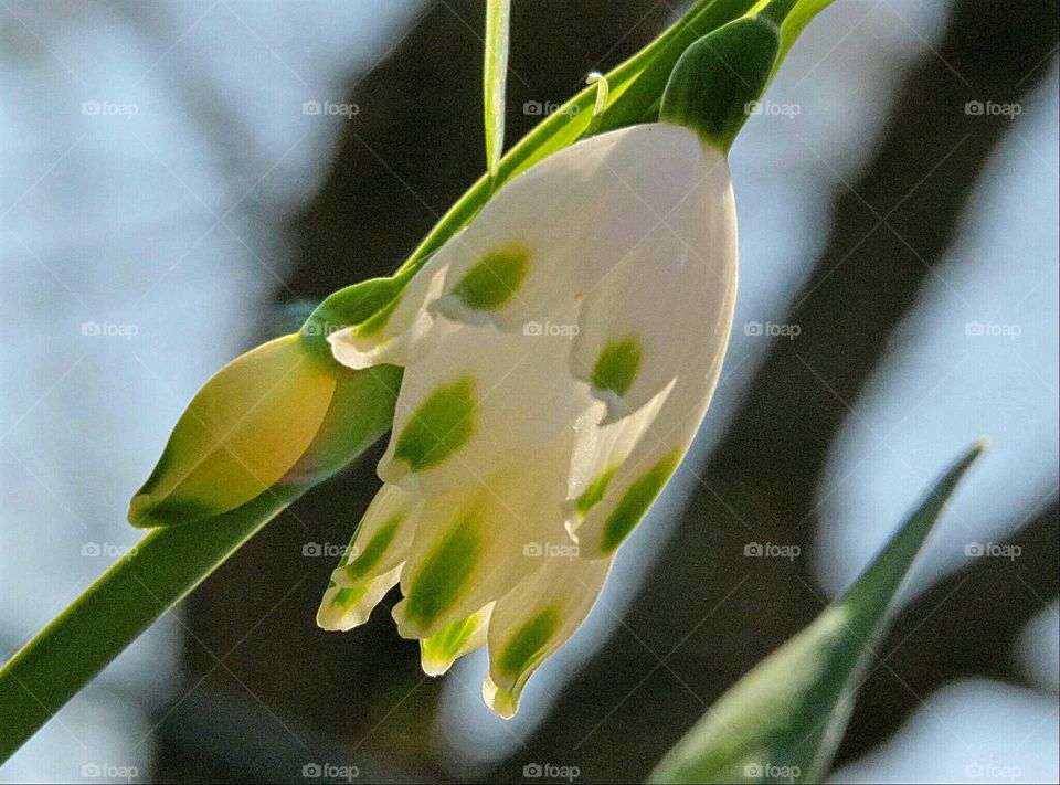 Sign of Spring Snowdrop