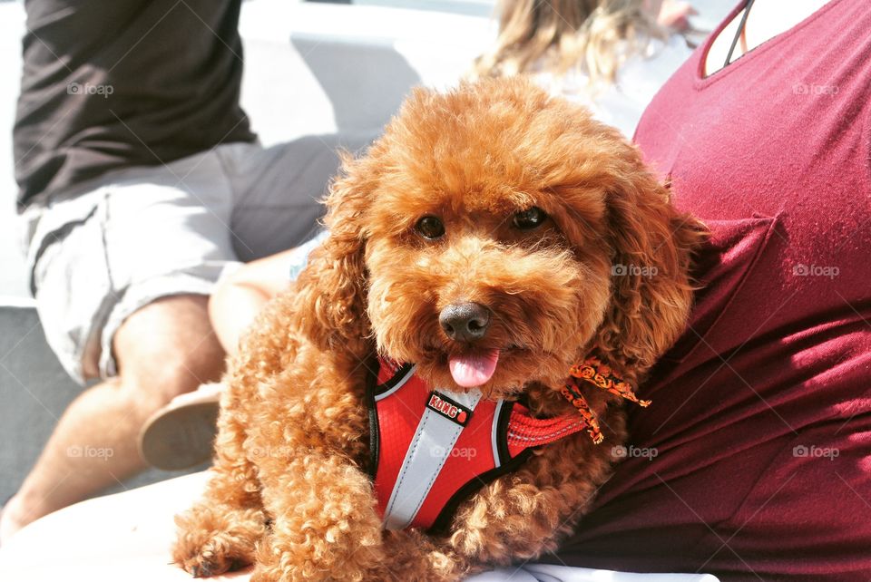 Cute dog on a boat