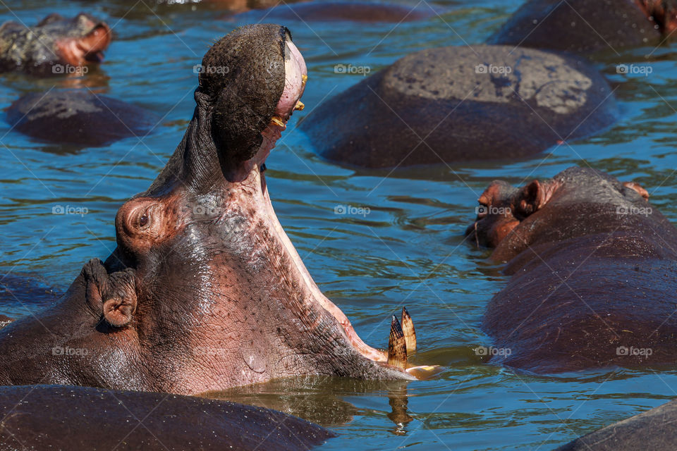 A hippopotamus yawns in a river while wallowing in the sun. This was captured in the Serengeti National Park, Tanzania.