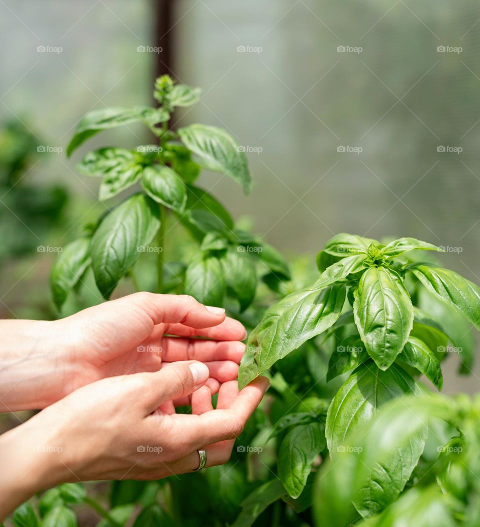 Basil in greenhouse