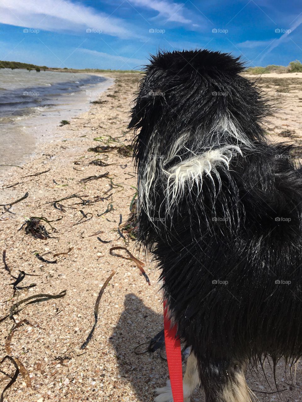 A wander on the leash up the beach in the sand, border collie sheepdog with red leash