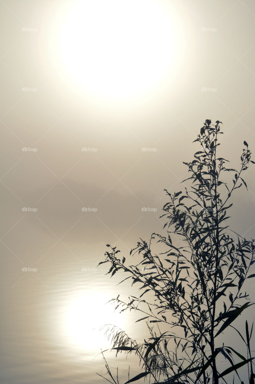 Cane and reed in the foggy mist with sun set reflexion in the water in the early morning