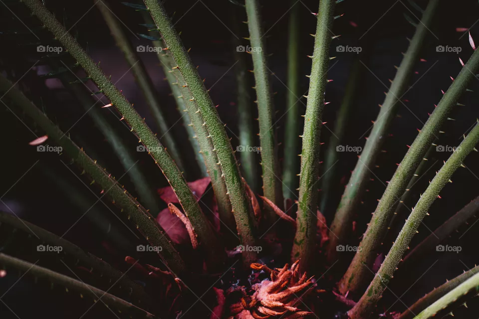 Succulent