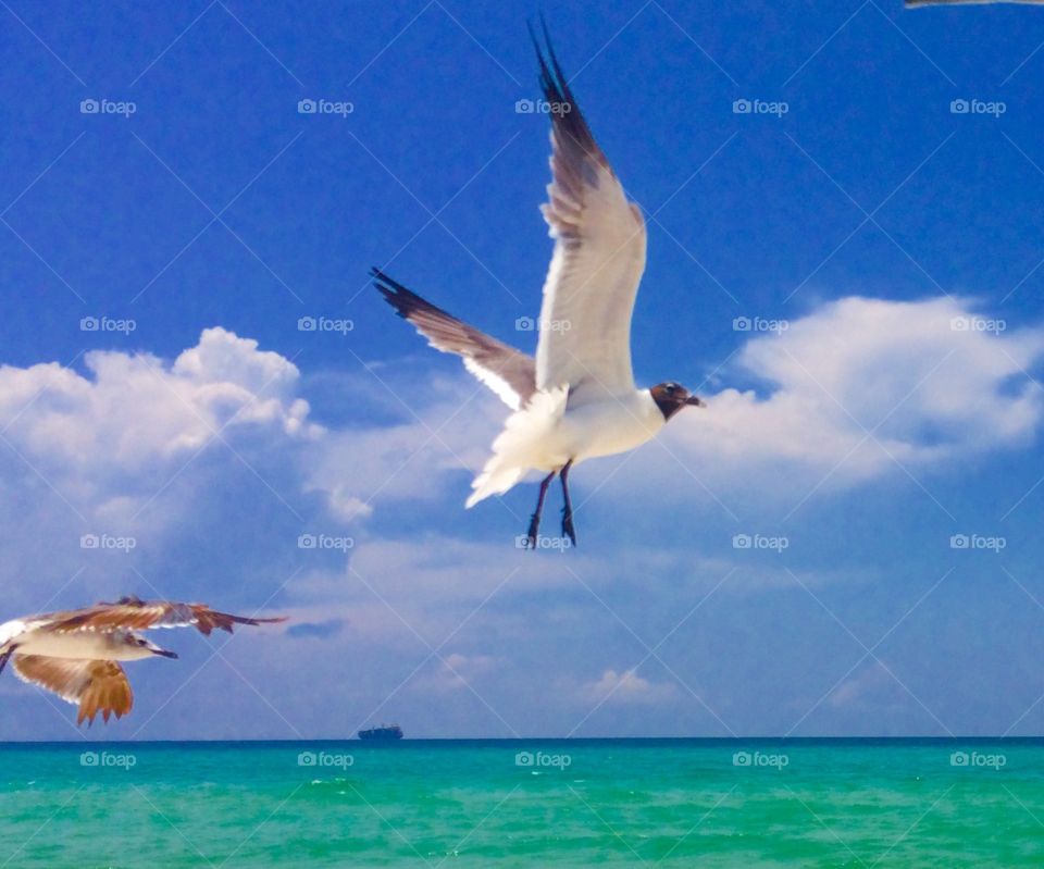 Seagull in flight