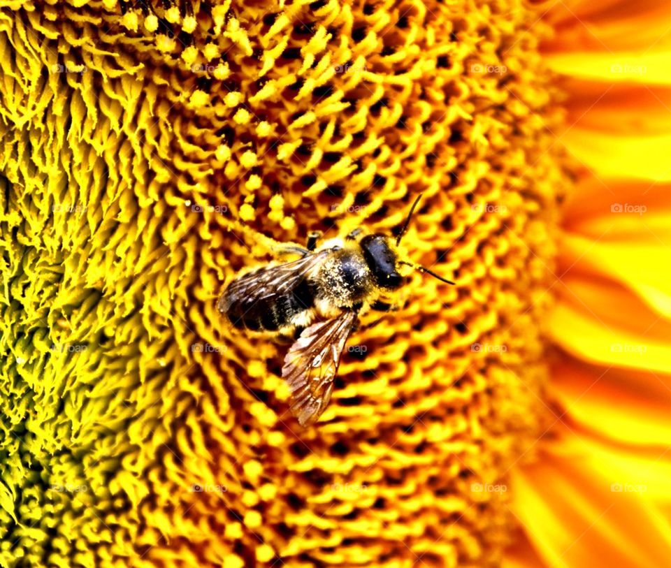 Sunflower bee