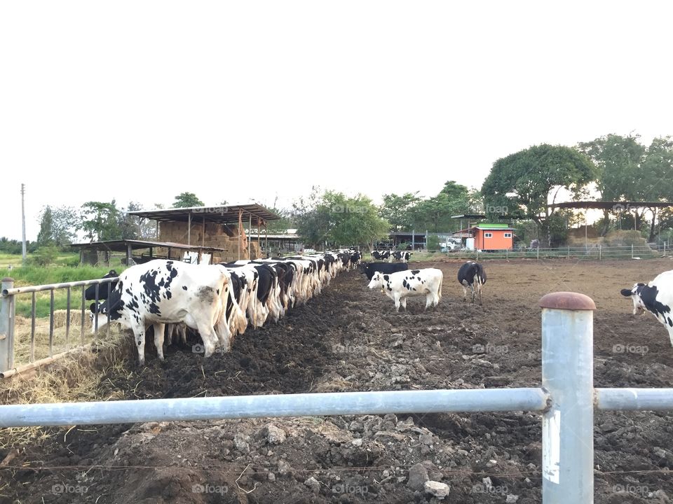 Cow  farm 