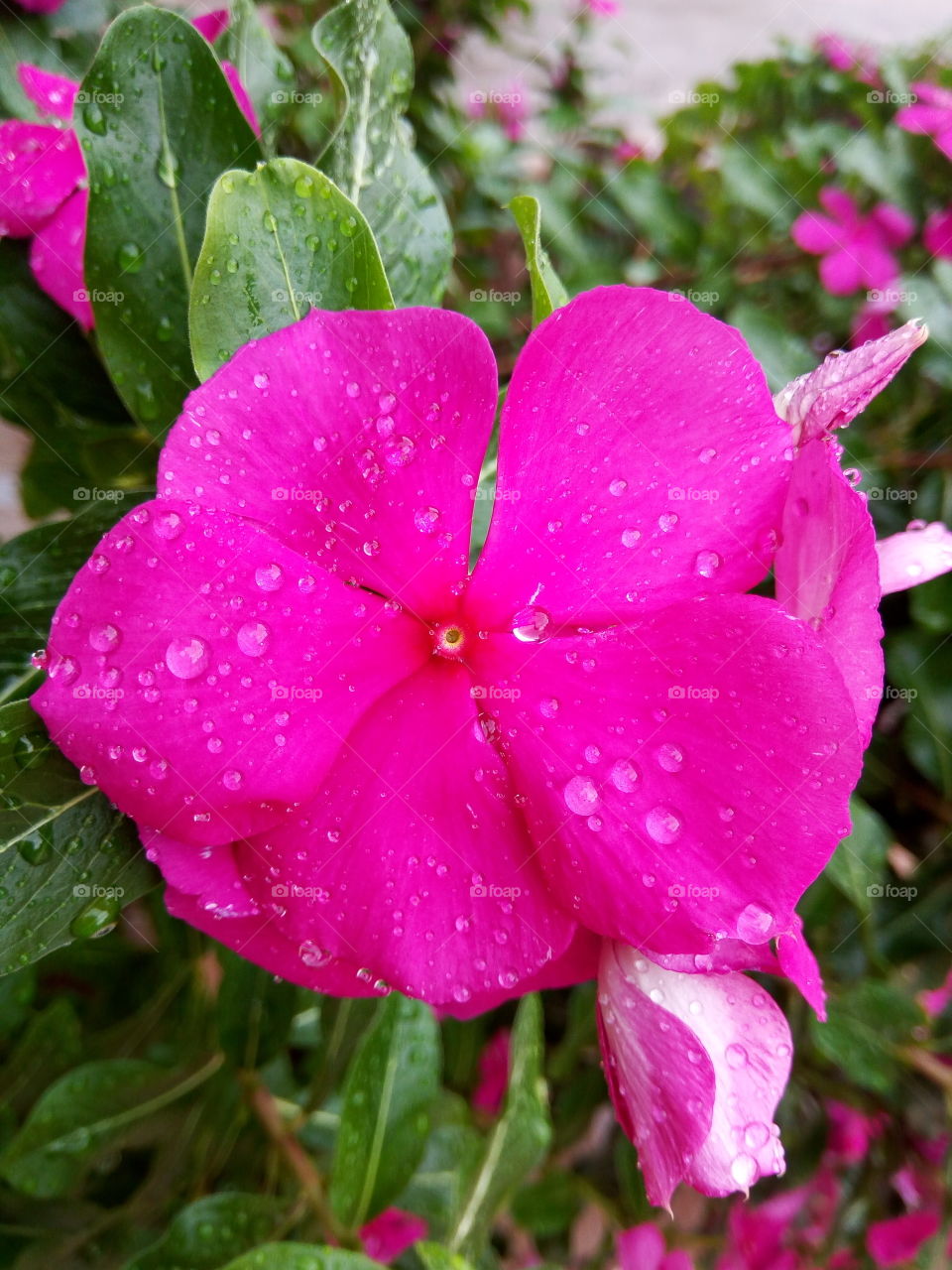 periwinkle on the rain