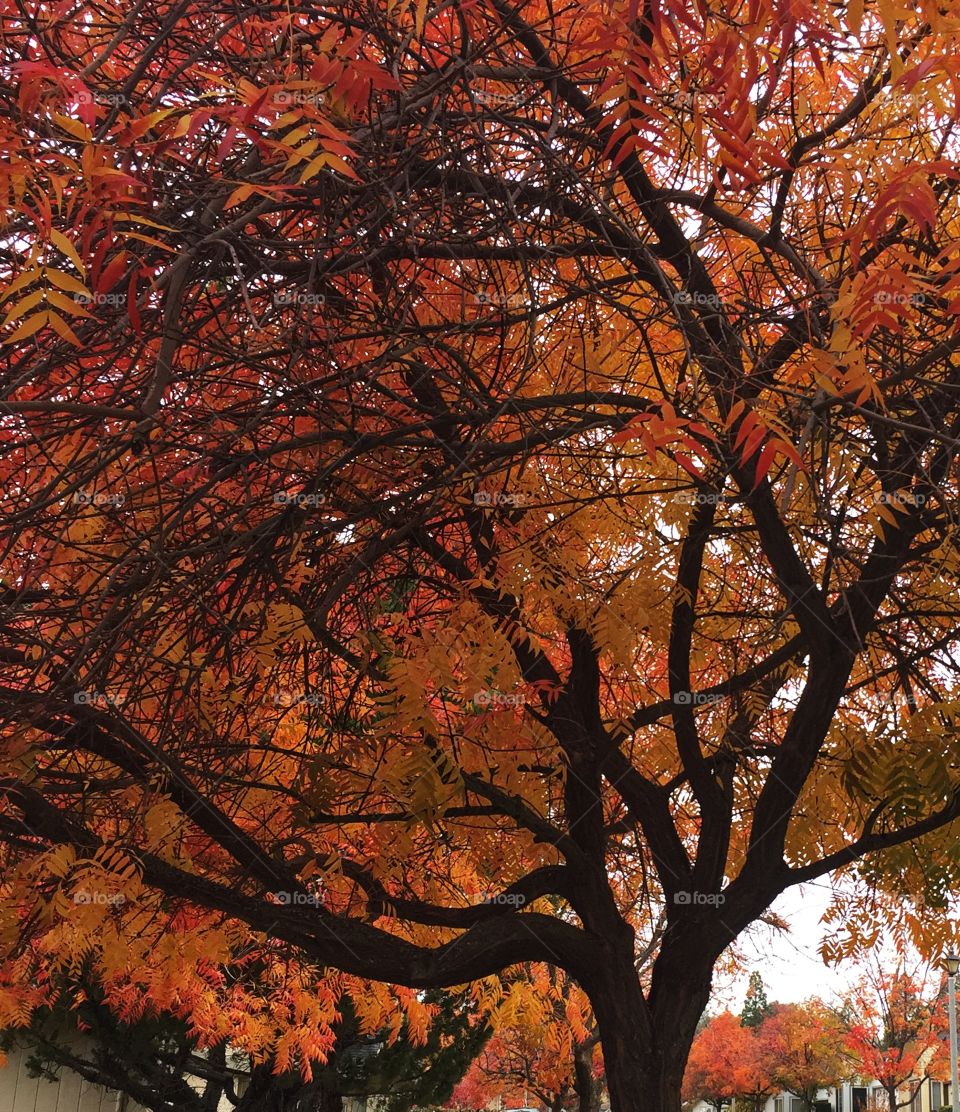 Fall leaves tangle 