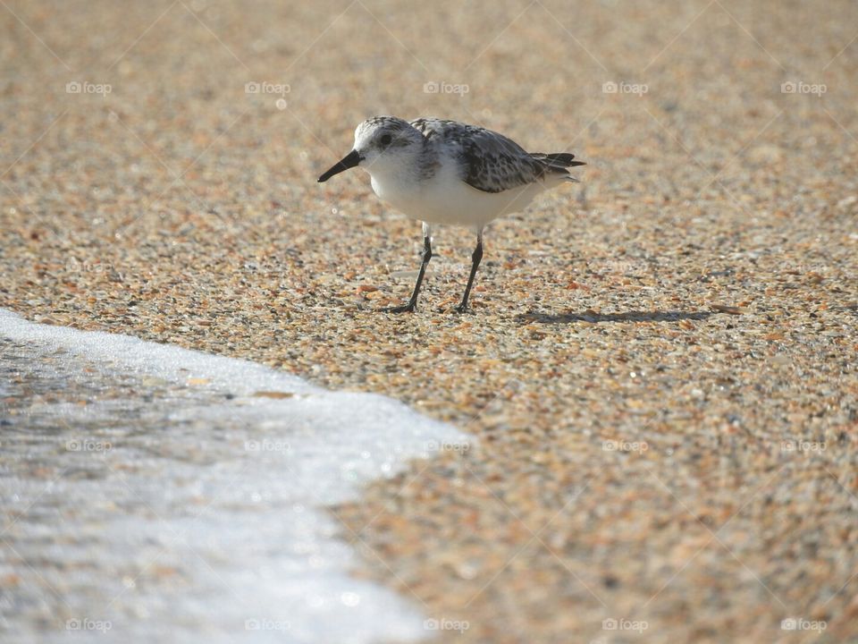 Little Beach Bird by the Shore