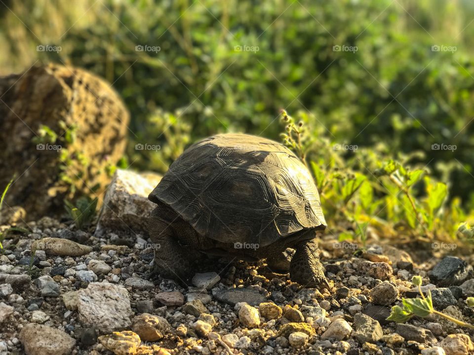 Wildlife - Tortoise at full speed 