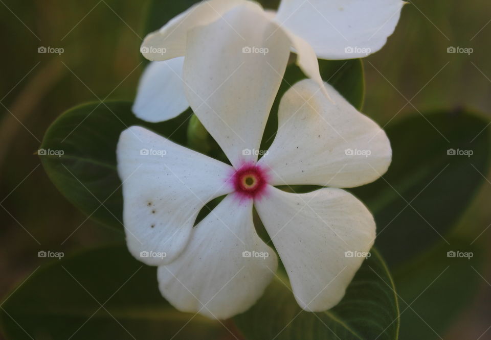 Virgin flower. Schrub type plant at the garden yard's of schooling. Five petal's flower to the red spote of the center of them.