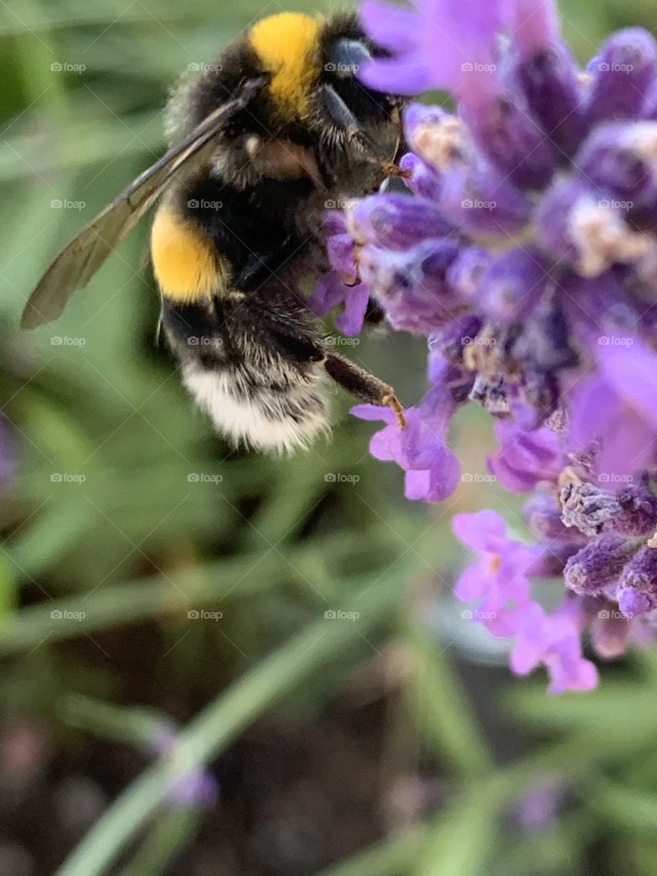 Bumblebee on lavender