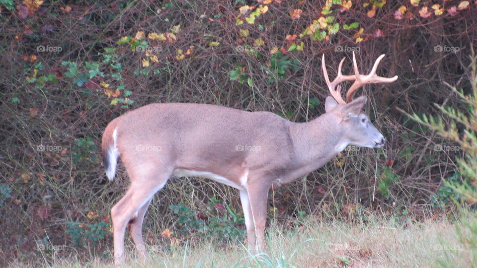 Deer, Mammal, Antler, Buck, Wildlife