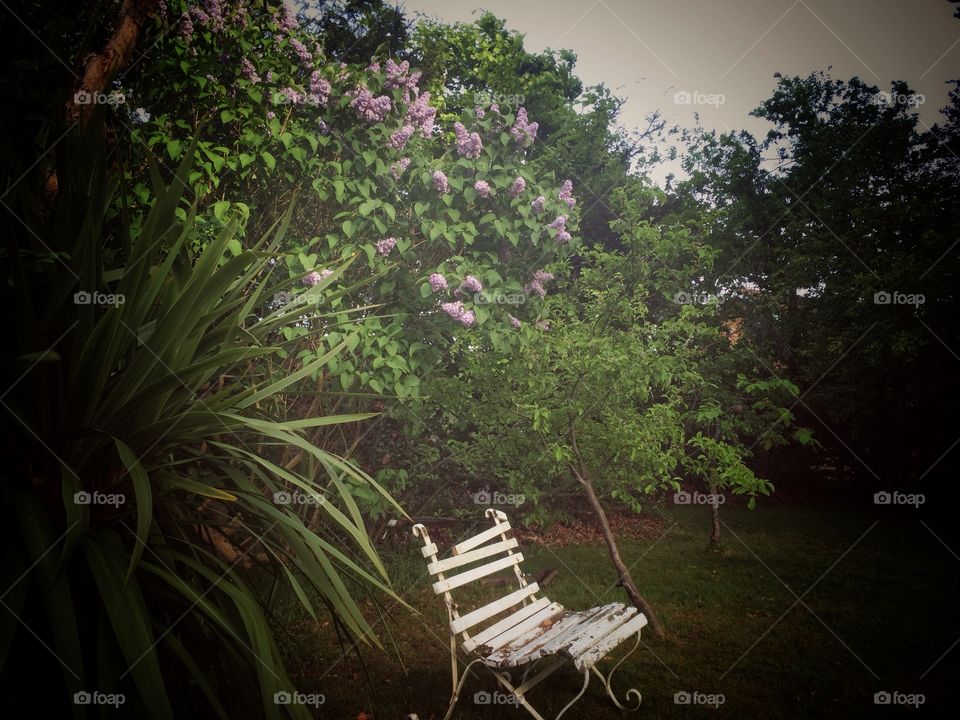 Old chair under spring lilac blossom.