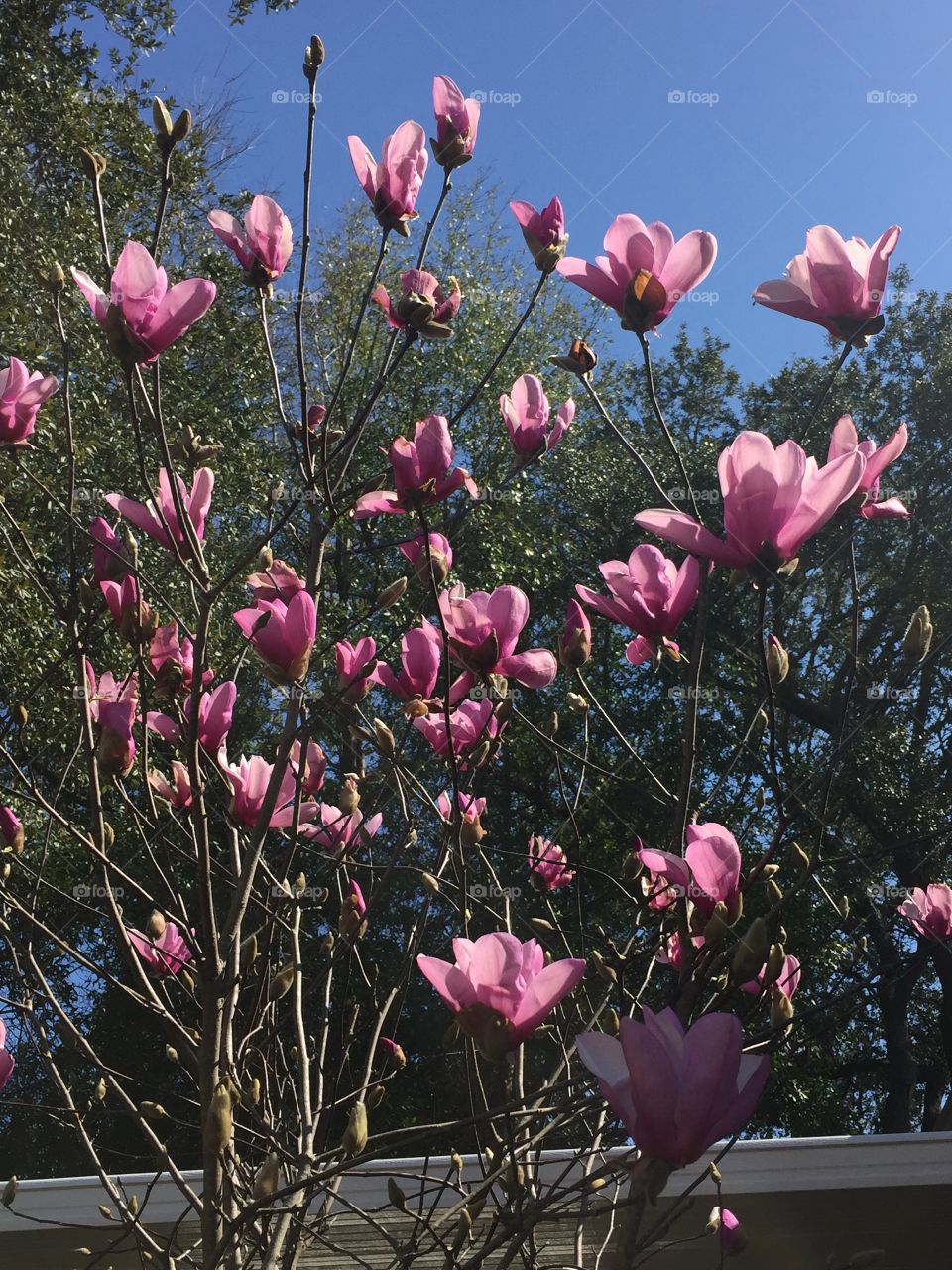 Early signs of spring mission