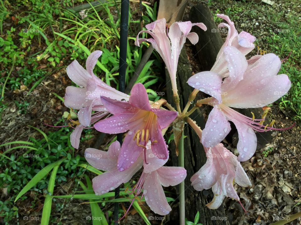 Surprise lilies after morning rain