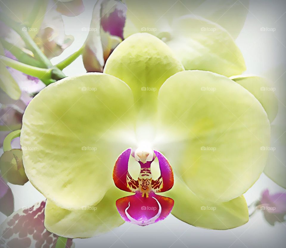 Exotic Orchid 