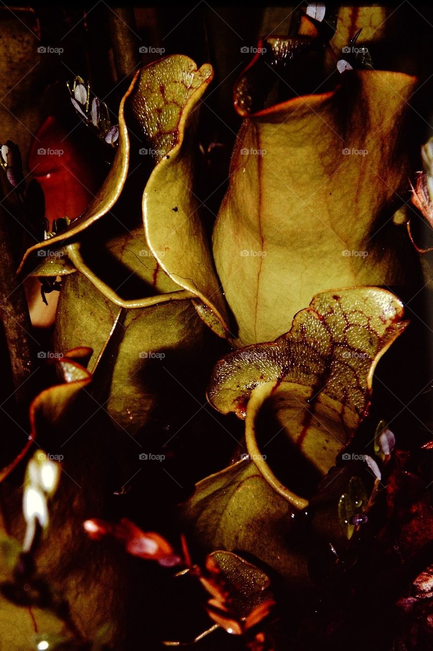 Pitcher Plant
