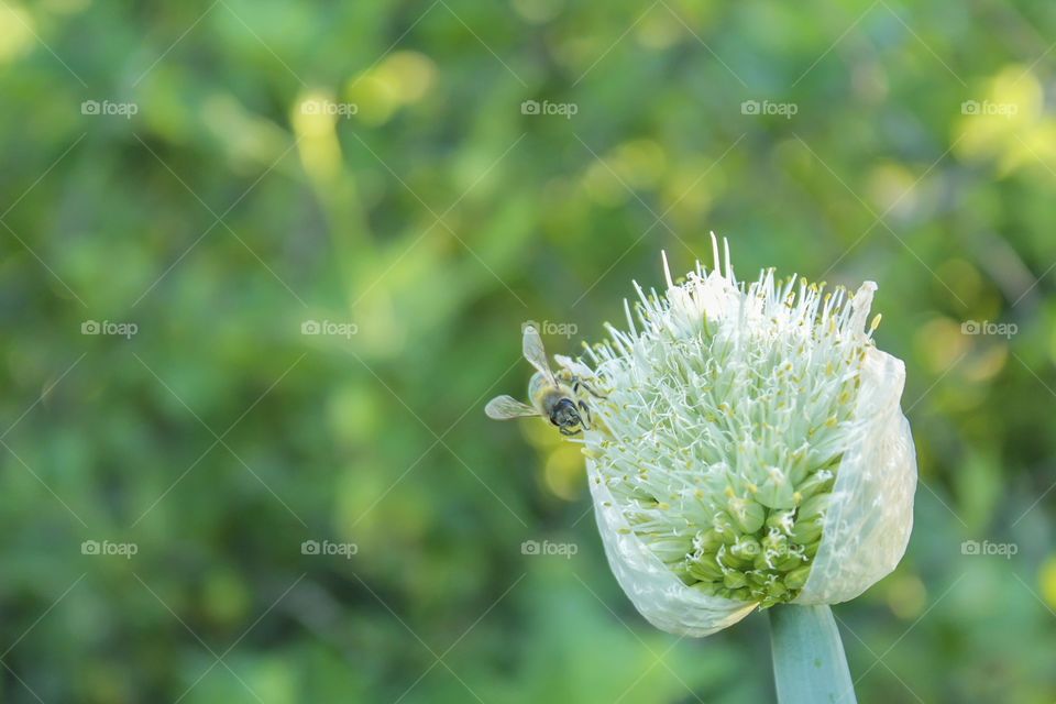 Bee on the plant close up
