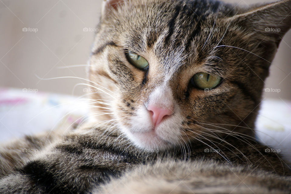 Missy Meow as beautiful as ever and getting more prettier as time goes by.