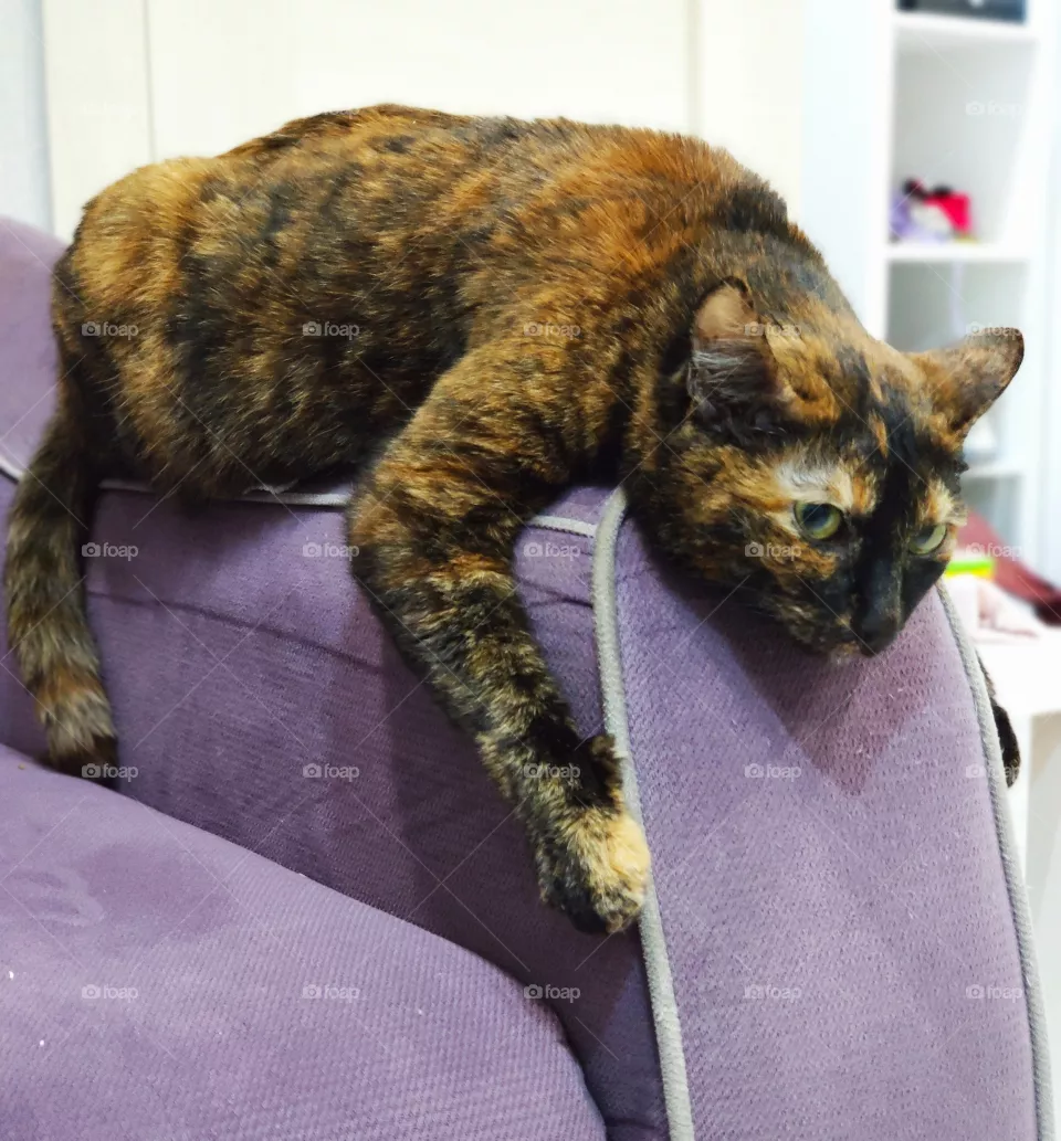 Cat dreams
