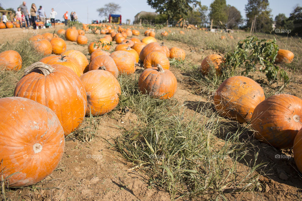 Pumpkins