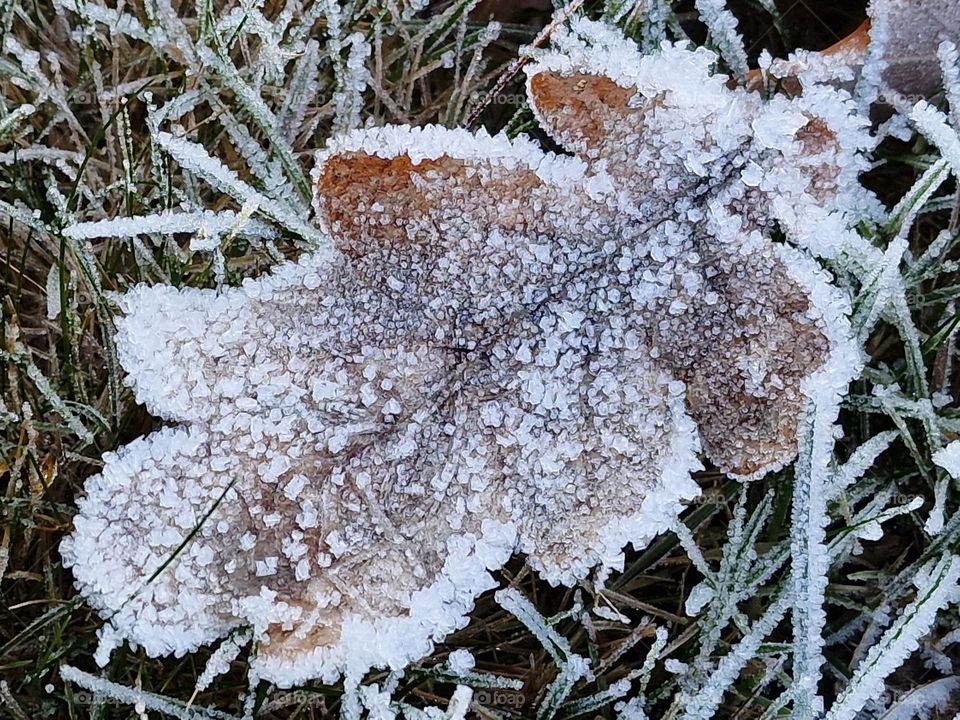 Leaf on grass