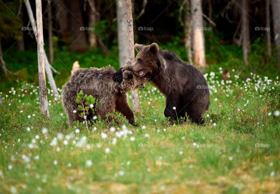 Young brown bear out of steam and resting against another bear at the edge of forest in Eastern Finland on a summer evening.