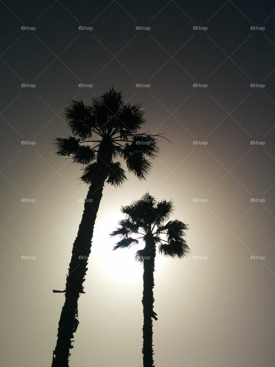 Palm trees on Gran Canaria