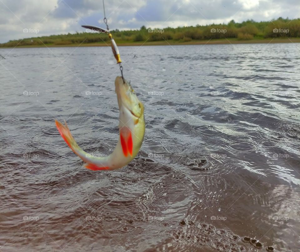 I think it’s the best outdoor activity ever. Both adults and children like it. There are many reasons why fishing has become so popular. First of all, it’s a great pleasure when you make an effort and catch a big fish. Secondly, fishing is useful for