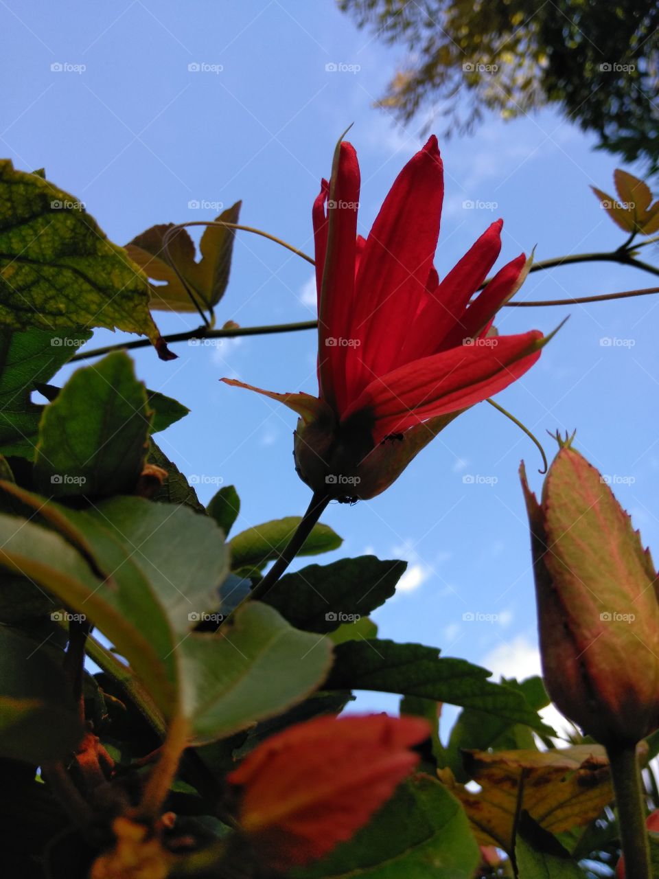 Passiflora Coccineal in the FL sun. tropical and colorful.