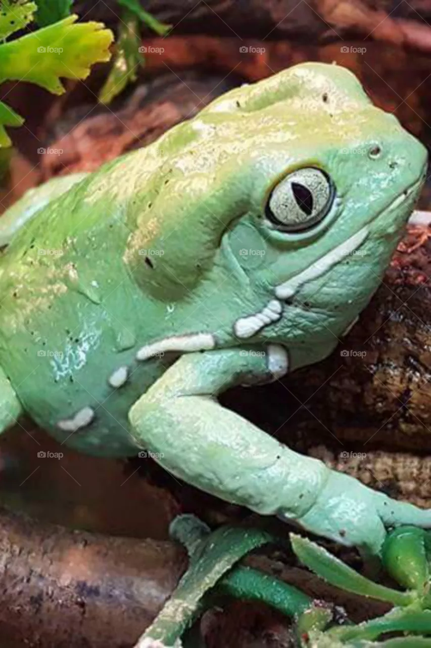 frog