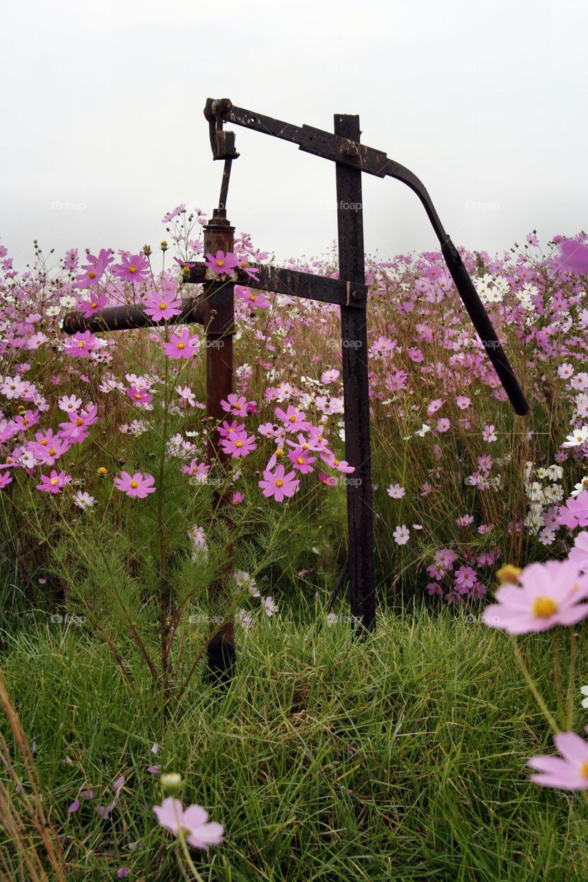 Beautiful Cosmos Flowers