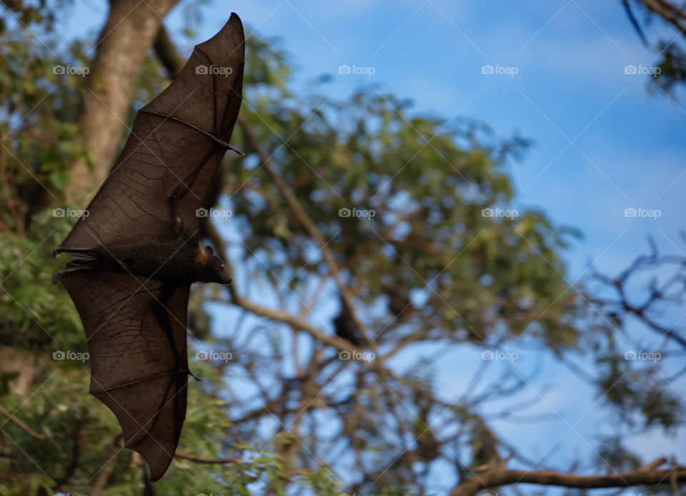 Flying Fox bat