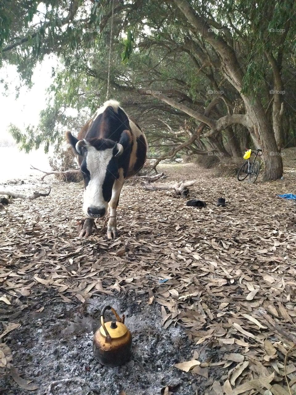 Cow and bike