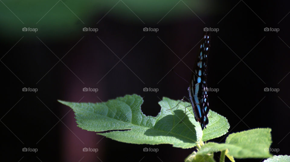 Shadow of the butterfly is the centre of attraction.