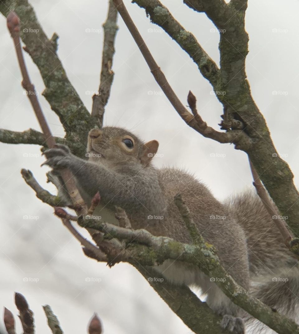 We wish you a happy squirrel year! With lots of nuts, and great nesting places. 