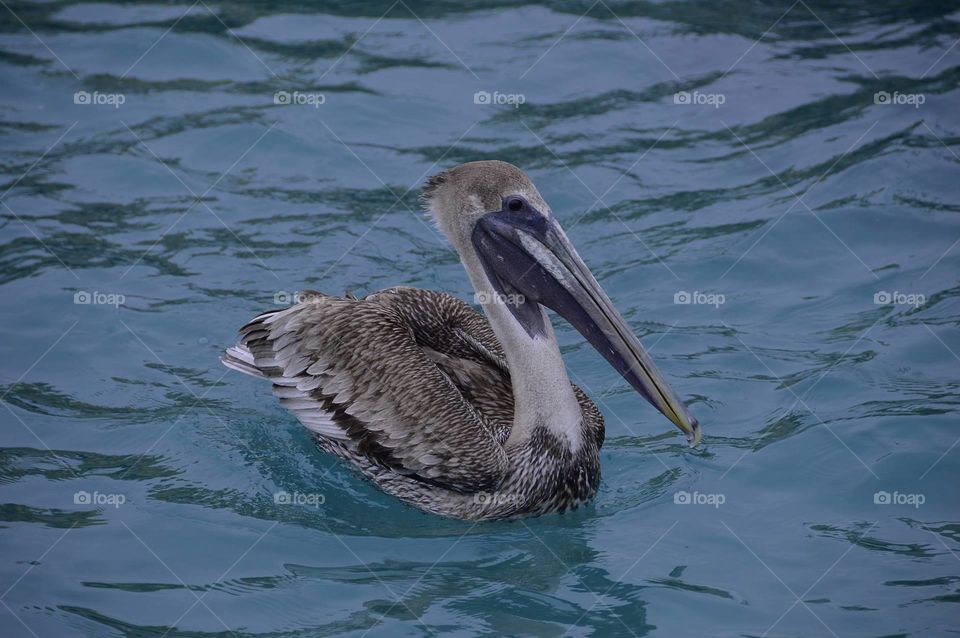 ave pelicano