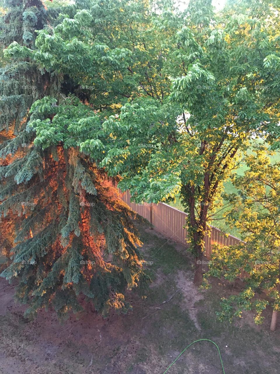 This tree looks like a volcano or like its on fire the way the sunset hits its branches