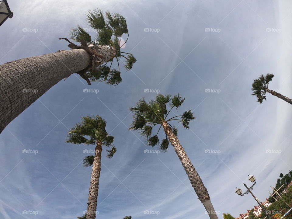 Palms tree and sky