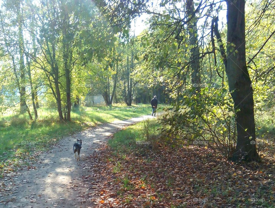 Road, Tree, Landscape, Wood, Fall