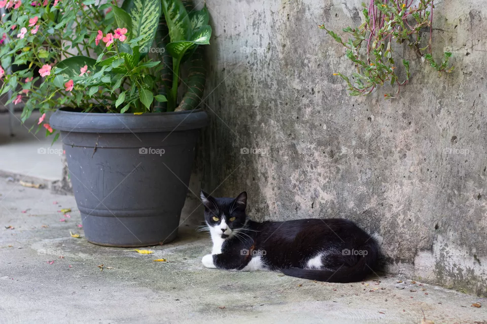 Cat World